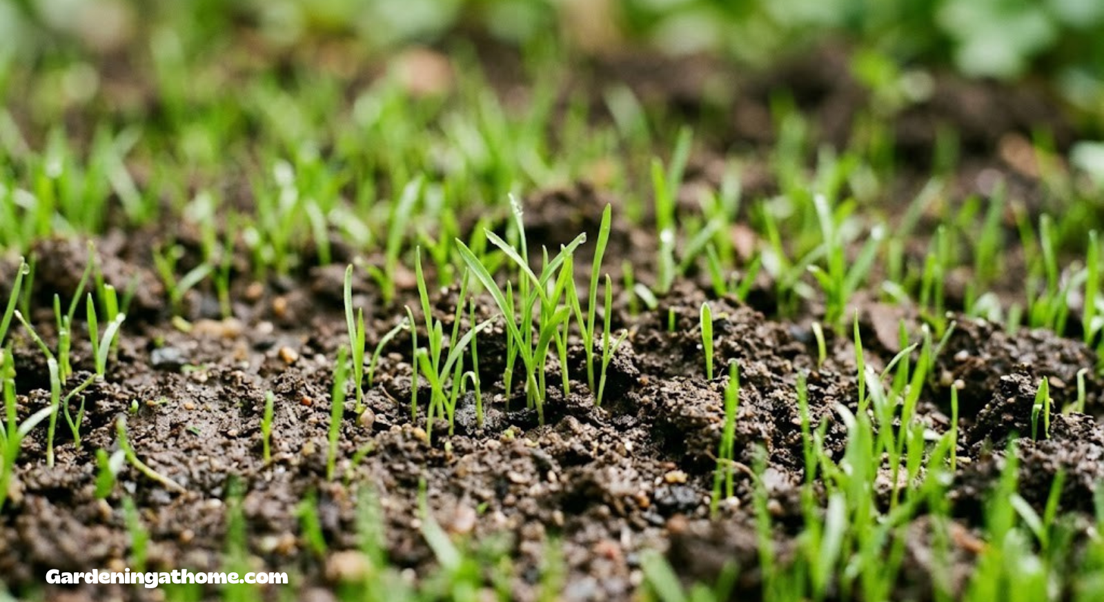 Close up of new grass seedlings sprouting in soil